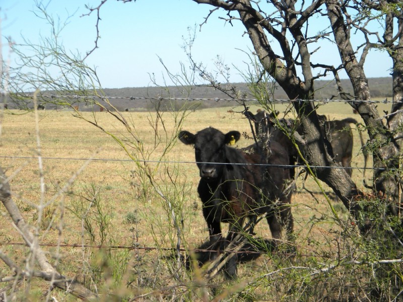 4000HA CAMPO PARA 1800 NOVILLOS