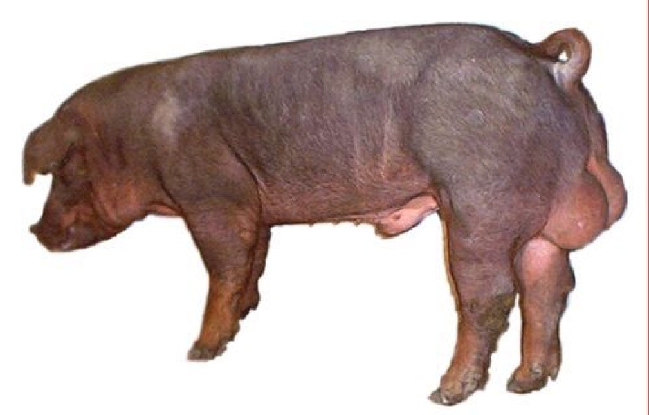 Duroc