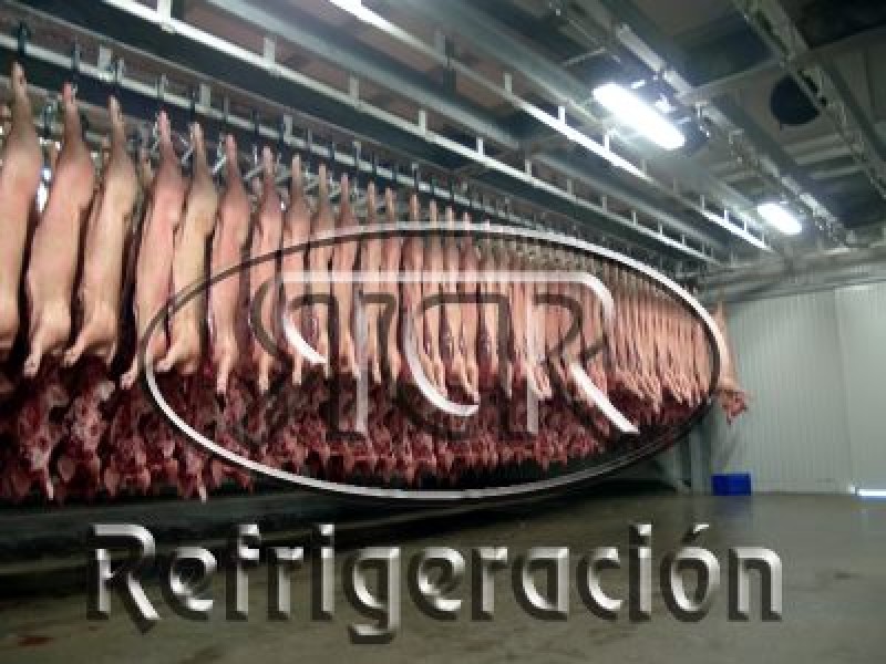 Rastros y Plantas Procesadoras de Carnes TIF