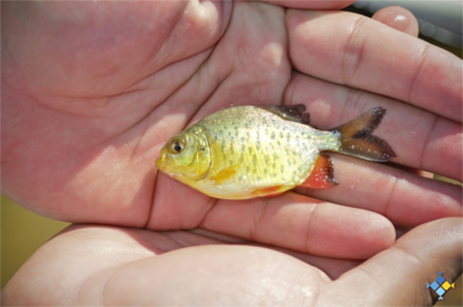 Venta de Alevín de Pacú, Surubí, Carpa, etc...