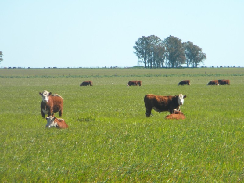 1000HA BAHIA BLANCA .500VACAS CRIA