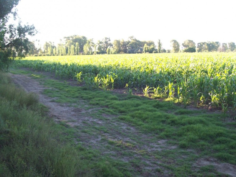 80 ha PARA VIÑEDO -MONTE COMAN