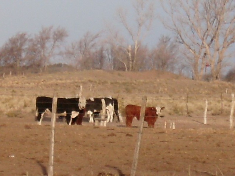 83HA EN ROLON LA PAMPA.GRANJA