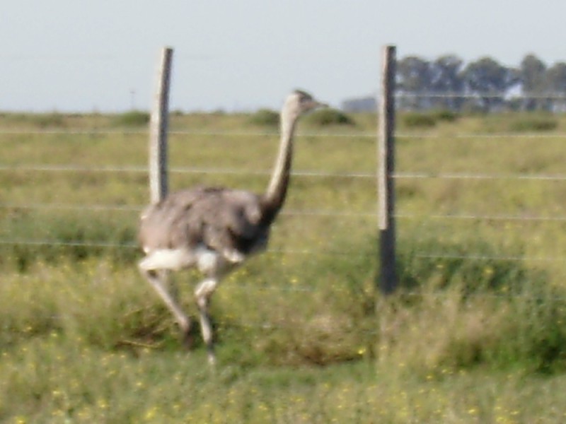 83HA EN ROLON LA PAMPA.GRANJA