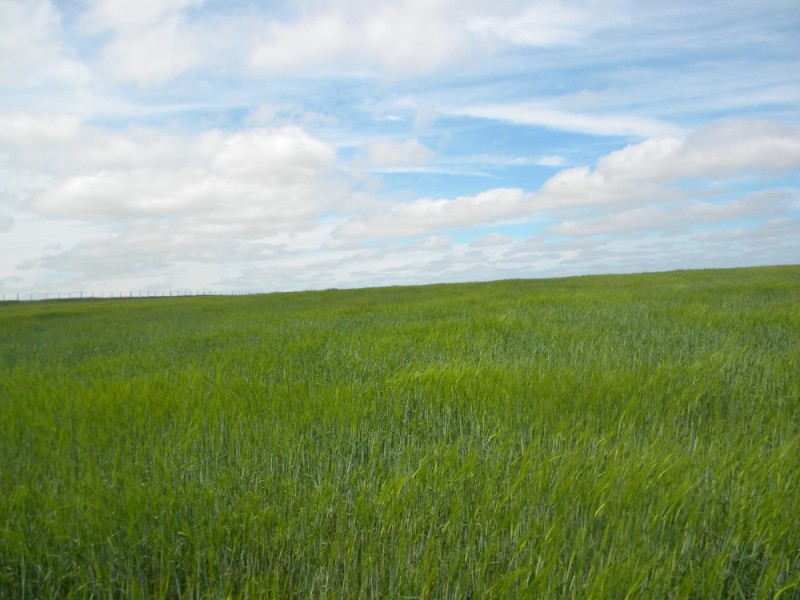 194HA CAMPO EN ROLON LA PAMPA