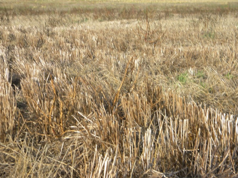 73HA CARHUE AGRICOLA TRIGO.CEBADA