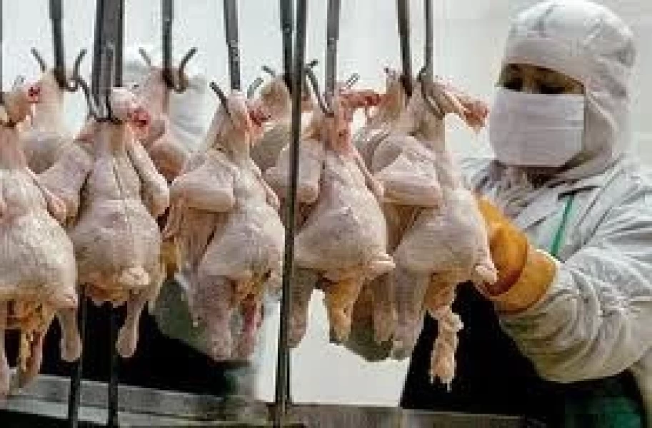 CHIKEN MEAT - CARNE AVIAR (KOSHER - HALAL)