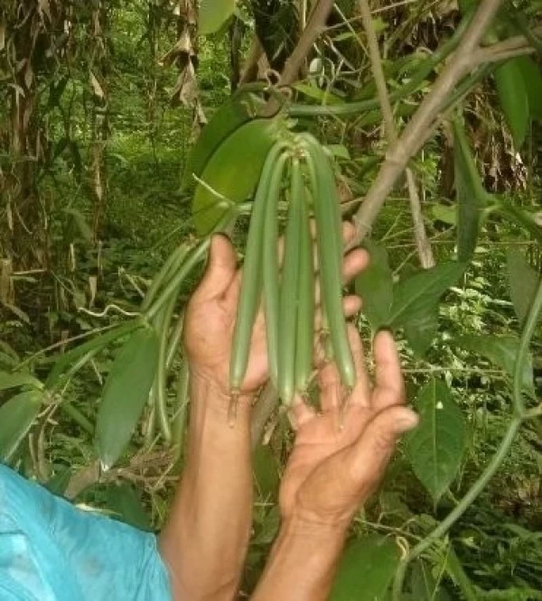 vainillas