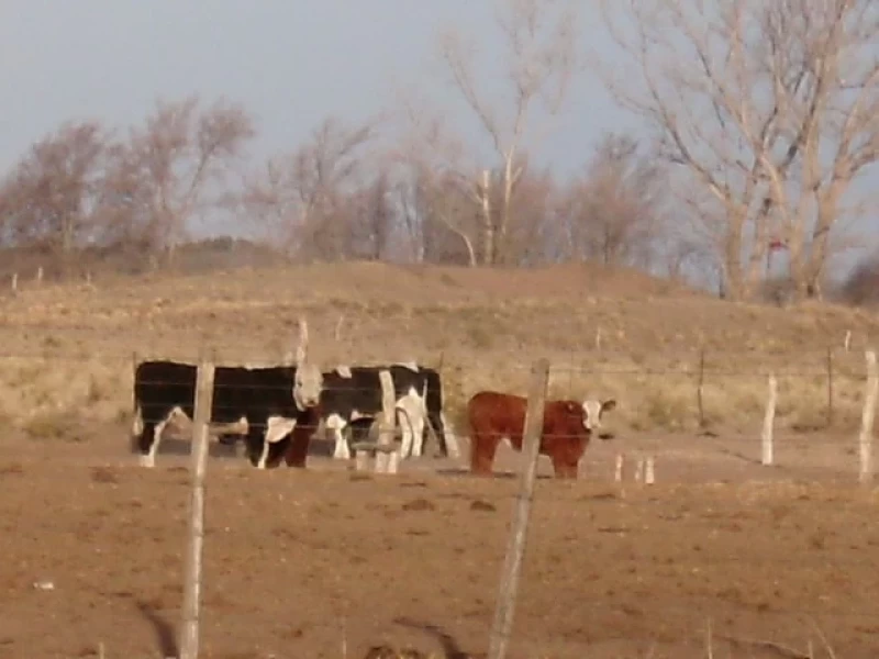 83HA EN ROLON LA PAMPA.GRANJA