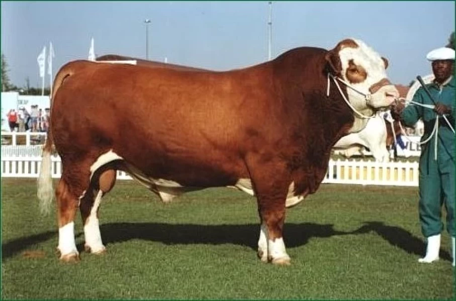 Semen Fleckvieh Simmental SimBra de toros probados