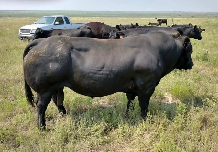 Belgian Blue - Azul Belga