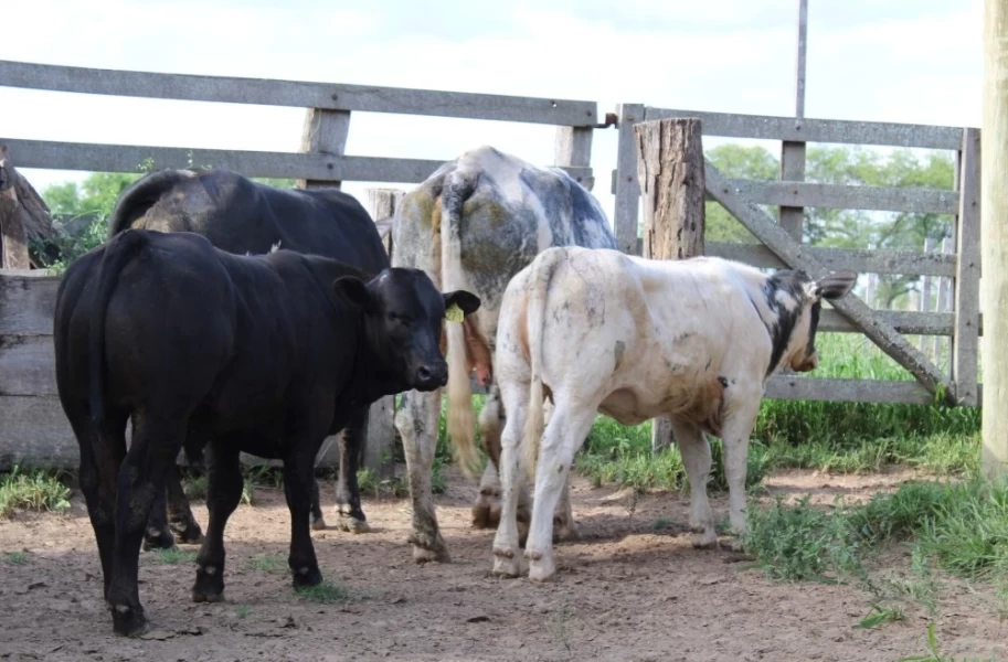 Belgian Blue - Azul Belga