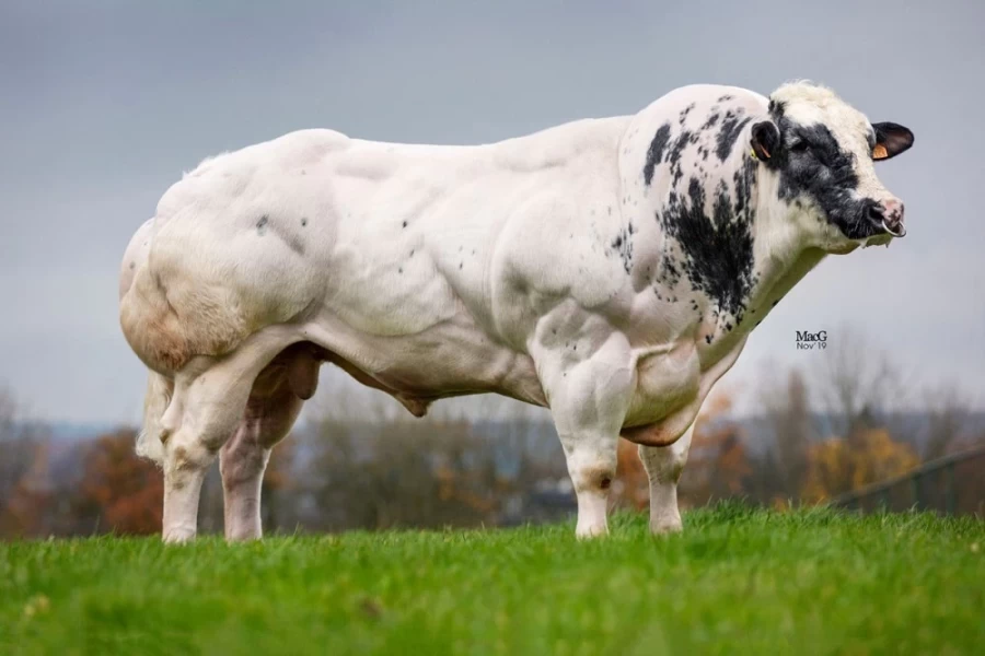 Belgian Blue - Azul Belga