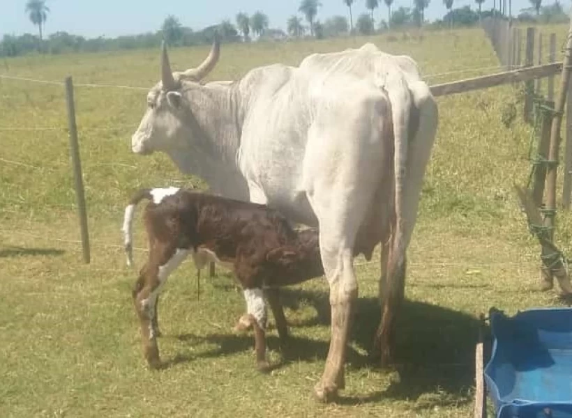 Semen Azul Belga