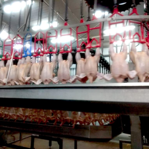 Calidad: Marinado en la carne aviar
