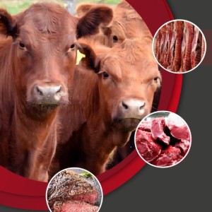 Nueva edición virtual: Diplomatura en Calidad de Res y Carne Bovina