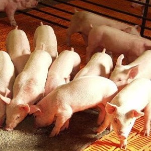Materias primas para la elaboración de raciones en producción porcina