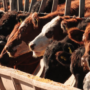 La Argentina ya cuenta con un protocolo de evaluación de bienestar animal en engorde a corral