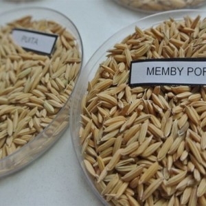 Investigadores del INTA obtuvieron un nuevo grano de arroz largo fino