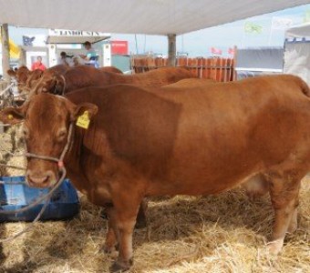 LA GANADERÍA VACUNA SE POTENCIA EN EXPOAGRO QUE, POR 3° AÑO CONSECUTIVO, SE CONSOLIDA Y EVOLUCIONA E