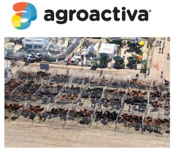  AGROACTIVA CONVOCARÁ A MILES DE VISITANTES PARA APRECIAR EJEMPLARES BOVINOS DE LA MEJOR CALIDAD