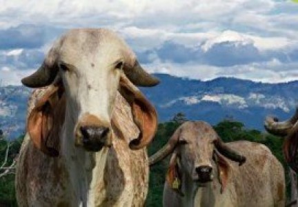  GIRA GANADERA LECHERA A BRASIL 2018: PRODUCCIÓN Y GENÉTICA DE RAZAS LECHERAS