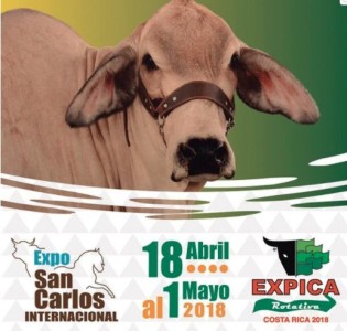 EXPO SAN CARLOS INTERNACIONAL REUNE ESTE AN&#771;O LO MEJOR DE LA GANADERIA DE AMERICA CENTRAL