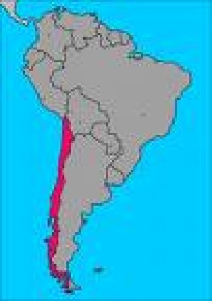 CHILE: INTENTARA MANTENER LAS CIFRAS REGISTRADAS EN EL 2007