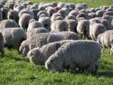 ARGENTINA: LA EXPORTACION DE CARNES OVINAS CRECIERON UN 27% EN ENERO