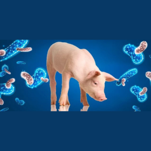 Probióticos en producción porcina: importancia de la microbiota intestinal
