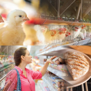 Reviva la  la Novena Jornada Avícola “Desde la granja al plato”