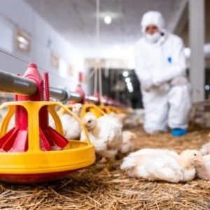 Los países avanzan en la disminución del uso de antimicrobianos en los animales