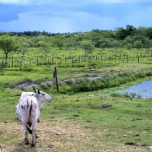 Producir más carne sin aumentar su superficie o su número de vacas