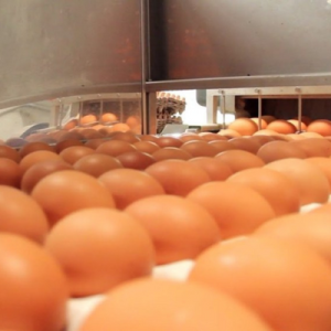 Argentina reanuda sus envíos de ovoproductos hacia Japón y busca reabrir otros mercados