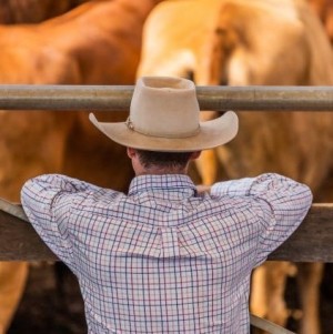 Enzimas exógenas para mejorar parámetros zootécnicos en terminación de ganado en confinamiento