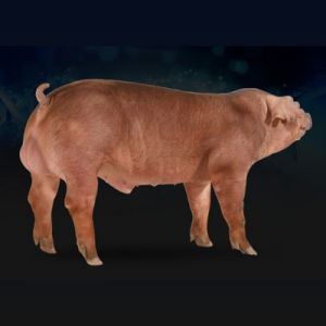 La genética como eje fundamental en la calidad de carne porcina