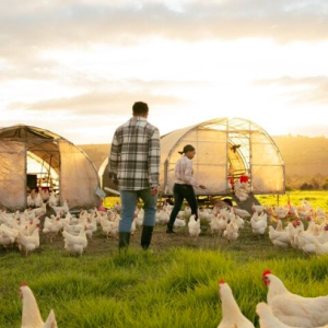 Reconversión hacia granjas avícolas más eficientes