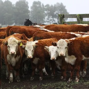 La Mesa de Ganados y Carnes presentó a Agroindustria lineamientos estratégicos para la cadena bovina