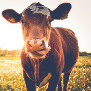Nutrición proteica y energética en la alimentación del ganado