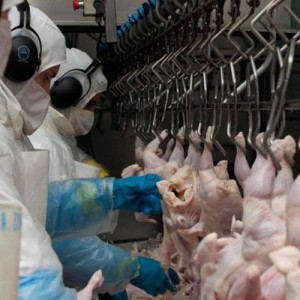 Argentina reabre comercio con Japón de carne fresca aviar, ovoproductos y subproductos