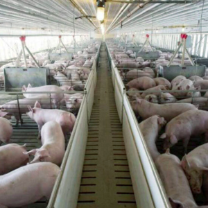 La industria porcina tiene mucho para aportar al desarrollo del país”