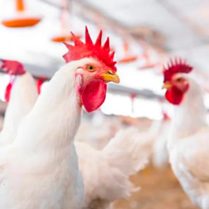 Perspectivas Positivas para el Sector Avícola Mundial