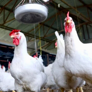 Avicultura argentina, un sector resiliente ante el golpe de la Influenza Aviar
