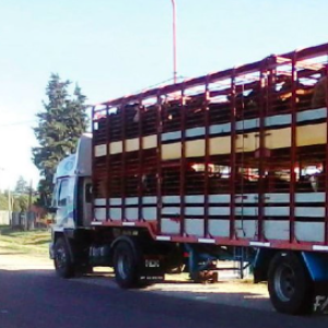 Cinco reglas de bienestar para el transporte del ganado bovino
