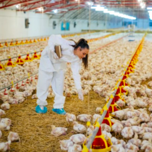 Reducir el estrés calórico mejora bienestar, productividad y calidad en aves de corral