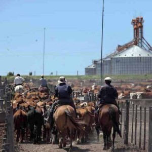 Engorde a corral en Argentina, una actividad controversial