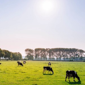 Impacto Ambiental de la producción de carne bovina