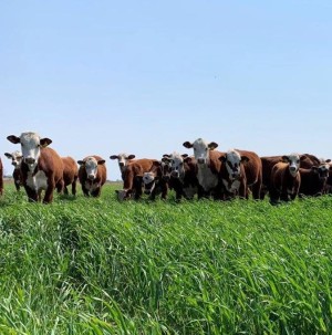 La suplementación como mejora de la calidad en la alimentación animal