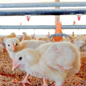 Alimentación del pollo parrillero en la primera semana de vida