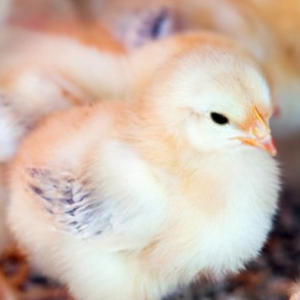 Nuevas Oportunidades para el uso de Plasma en Aves y Pollos ¿Cuáles son?